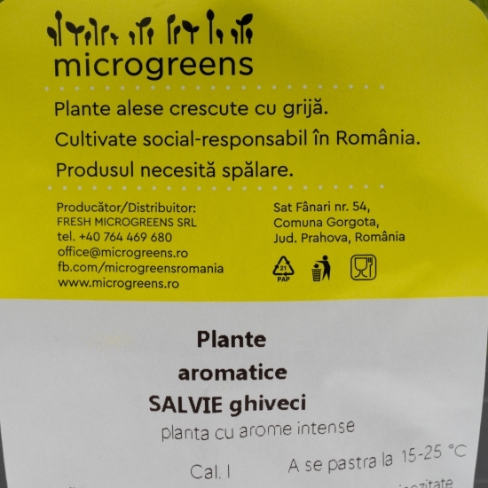 Salvie verde în ghiveci