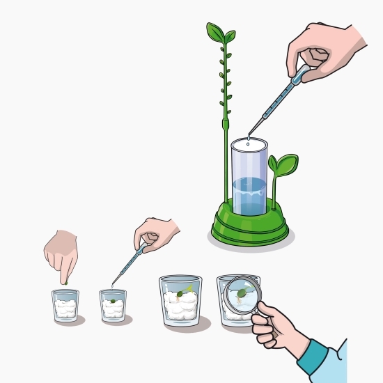 Știință & joacă: Grădina mea, +8 ani