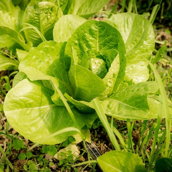 Salată Romană verde eco 1 bucată, Bioferma Niculești