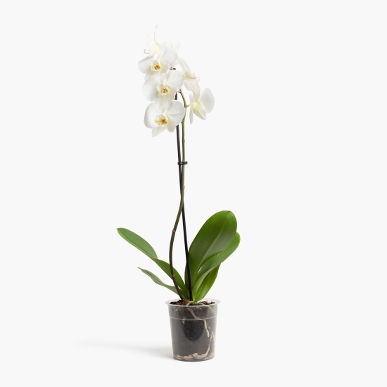 Floare orhidee, 1 stem, diverse culori