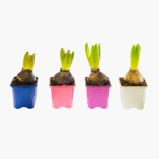 Floare zambilă, diferite culori,1 bulb, 7cm