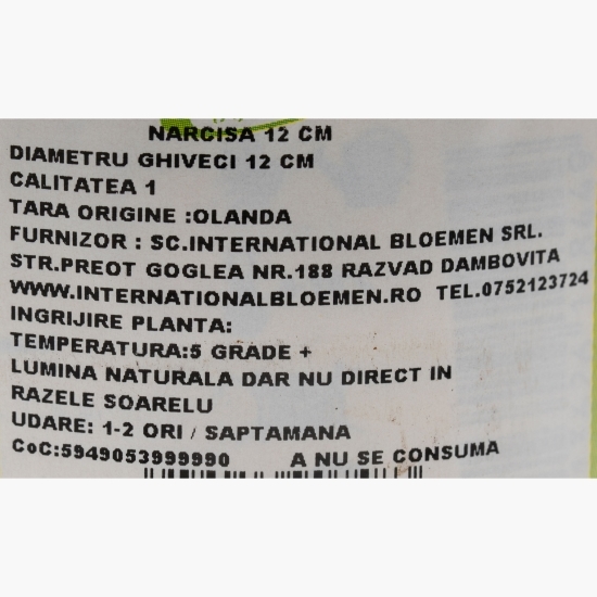 Narcisă în ghiveci, 12cm