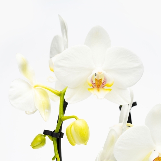 Orhidee Phalaenopsis Aphrodite 2 tije, în cascadă, diametru 12cm, înălțime 50cm, diferite culori (flori în ghiveci)