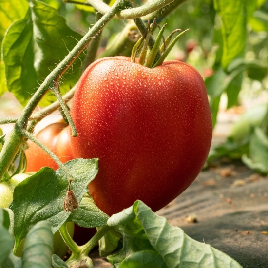 Roșii "Inimă de bou" România 1kg