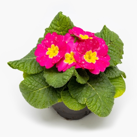 Primula 10,5cm, diferite culori, flori la ghiveci