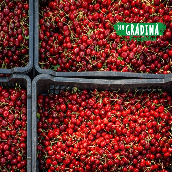 Cireșe Erika eco România 500g