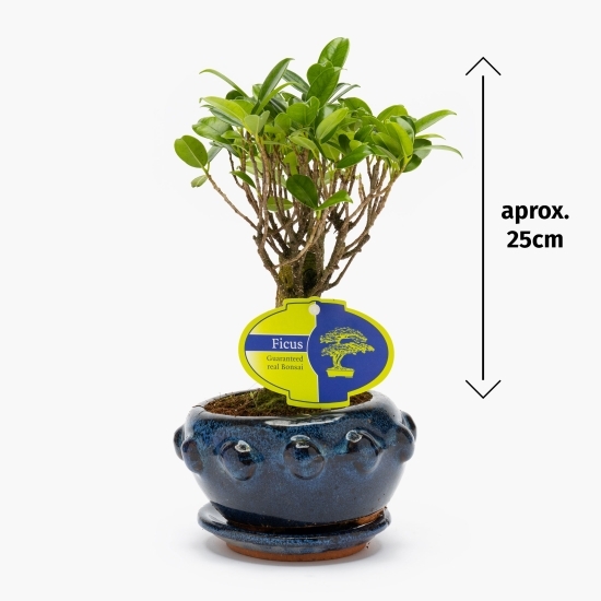 Bonsai, diferite specii