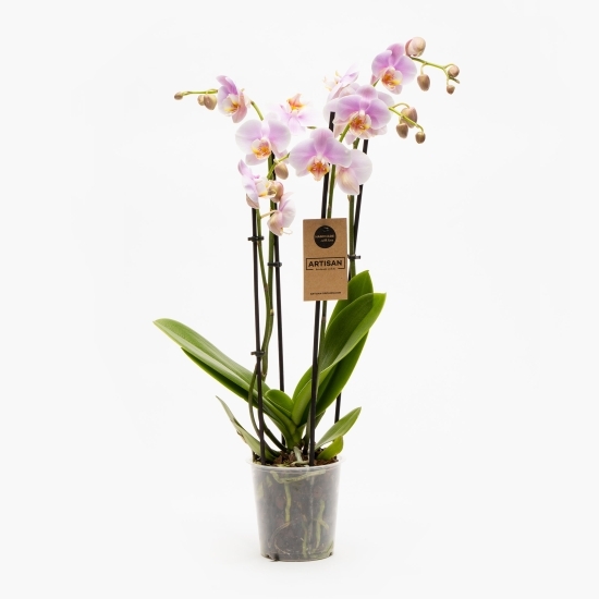 Orhidee Phalaenopsis 4 tije diverse culori, flori în ghiveci