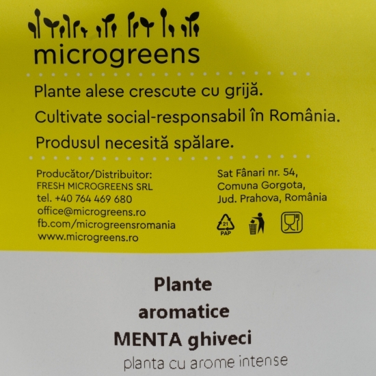 Mentă în ghiveci