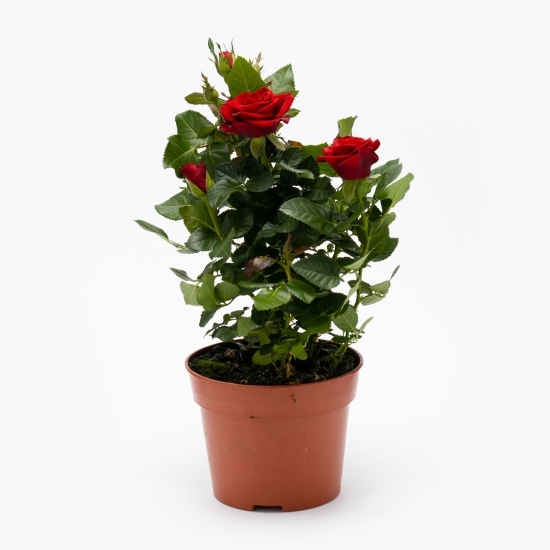 Trandafir în ghiveci 10.5cm, diferite culori (floare în ghiveci)