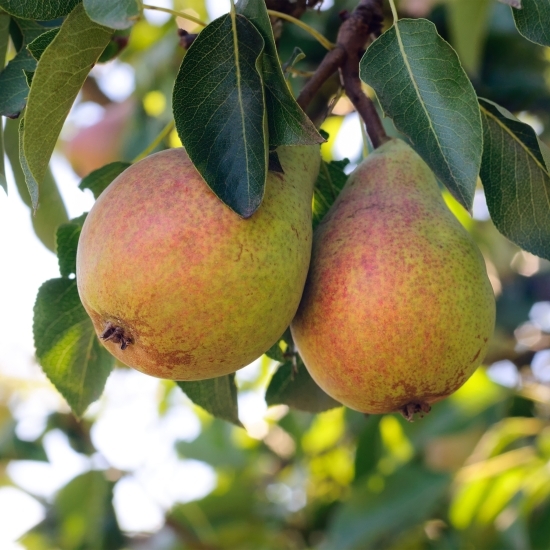 Pere Cure de Voinești minim 1kg