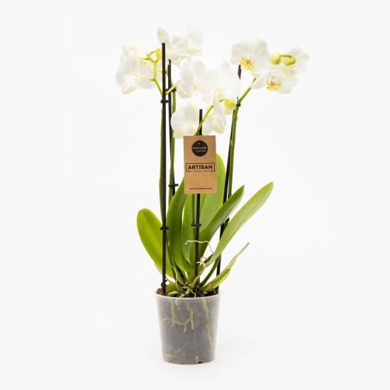 Orhidee Phalaenopsis 4 tije diverse culori, flori în ghiveci