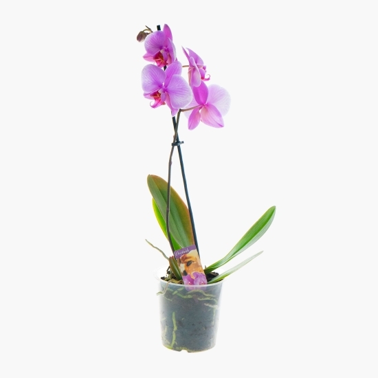 Floare orhidee, o tijă, diferite culori, 12 cm