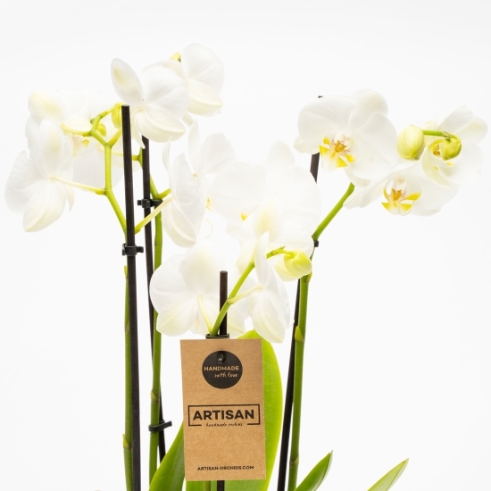 Orhidee Phalaenopsis 4 tije diverse culori, flori în ghiveci