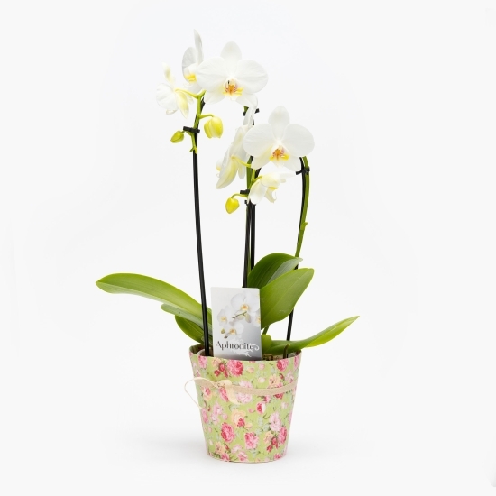 Orhidee Phalaenopsis Aphrodite 2 tije, în cascadă, diametru 12cm, înălțime 50cm, diferite culori (flori în ghiveci)