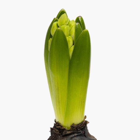 Bulb Zambilă 7cm (floare în ghiveci)