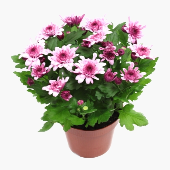 Floare Chrysant Double Mix, diverse culori