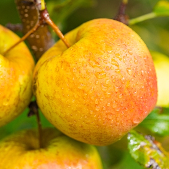 Mere Golden de Voinești minim, calitatea 2, 1kg