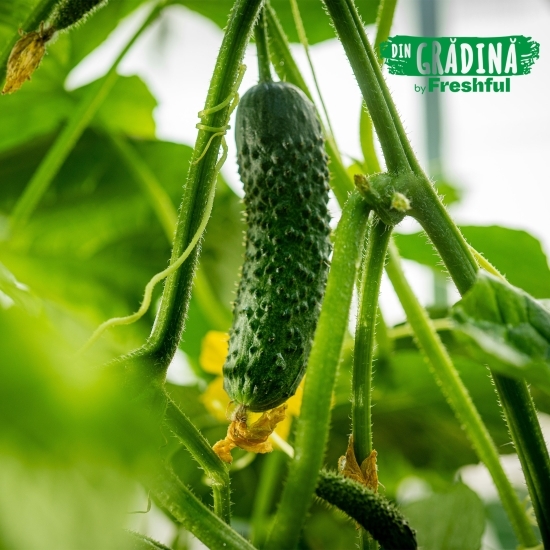 Castraveți cornichon eco România 500g