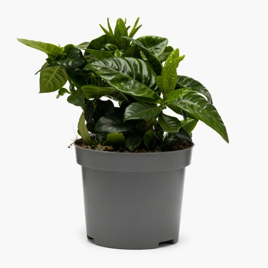 Floare Gardenia Jasminoides