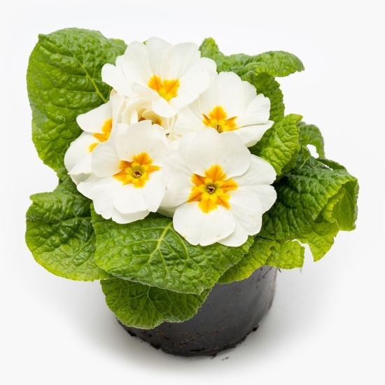 Primula 10,5cm, diferite culori, flori la ghiveci