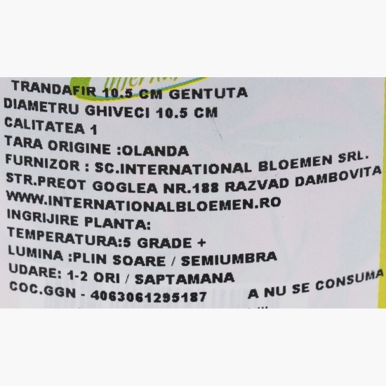 Trandafir în gentuță, 10.5cm