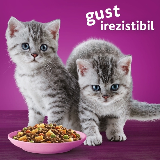 Hrană uscată pentru pisici junior, 1.4kg, cu pui