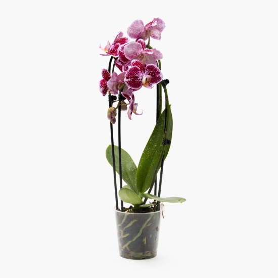 Orhidee 2 stem, diverse culori