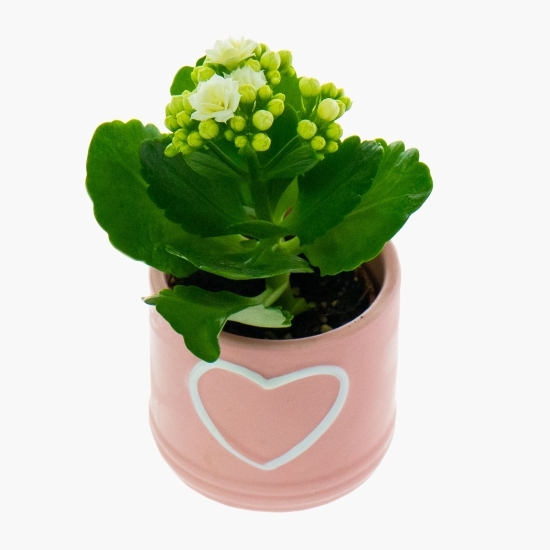 Floare kalanchoe rosalina în vas ceramic, diferite culori, 6cm