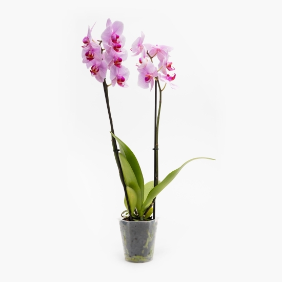 Orhidee Phalaenopsis 2 tije, diferite culori (floare în ghiveci)