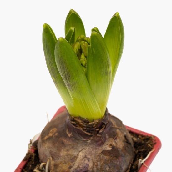 Floare zambilă, diferite culori, 1 bulb, 7cm