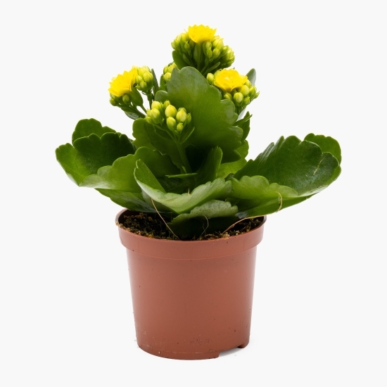 Floare Kalanchoe Rosalina, 7cm
