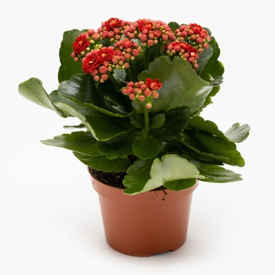 Floare kalanchoe, 12cm, diverse culori