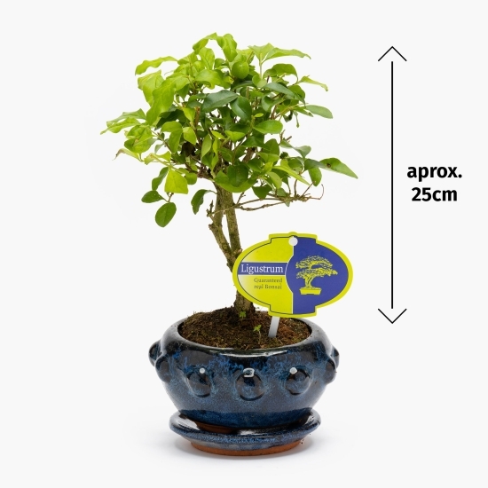 Bonsai, diferite specii