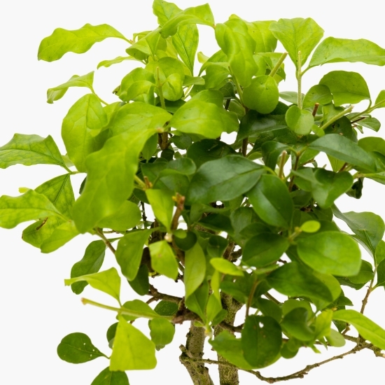 Bonsai, diferite specii