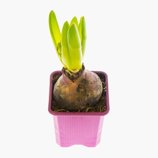 Floare zambilă, diferite culori,1 bulb, 7cm