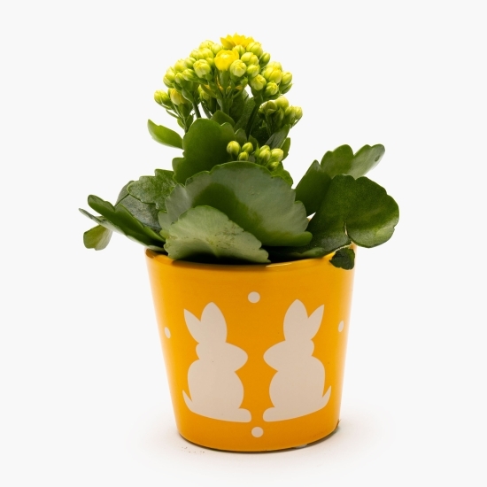 Kalanchoe în vas de ceramică 