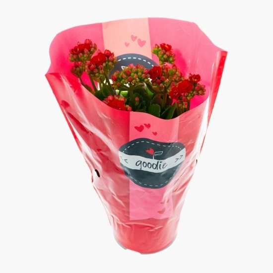 Floare kalanchoe, diferite culori, 10.5cm