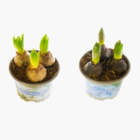Floare zambilă, diferite culori, 3 bulbi, 12cm