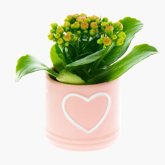 Floare kalanchoe rosalina în vas ceramic, diferite culori, 6cm