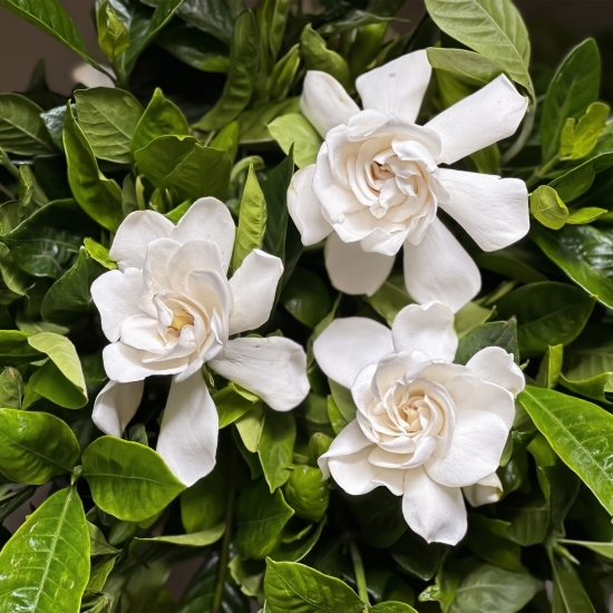Floare Gardenia Jasminoides