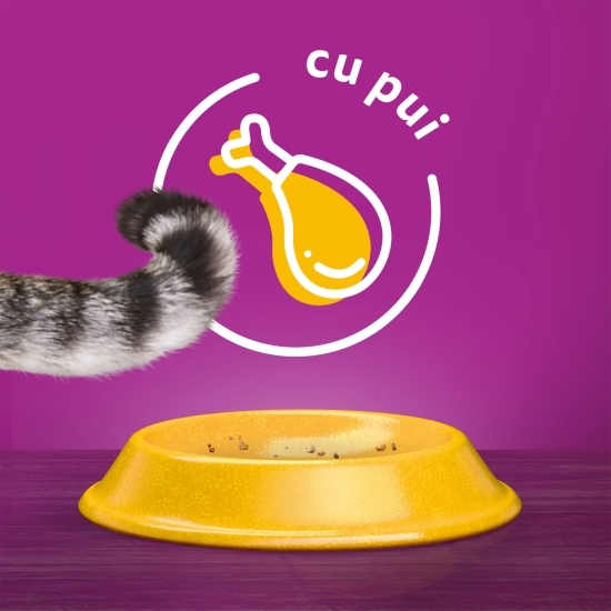 Hrană uscată pentru pisici sterile, 800g, cu pui 