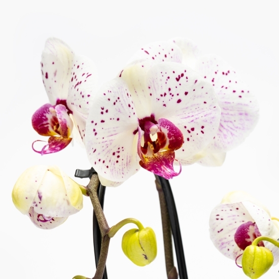 Orhidee Phalaenopsis Aphrodite 2 tije, în cascadă, diametru 12cm, înălțime 50cm, diferite culori (flori în ghiveci)