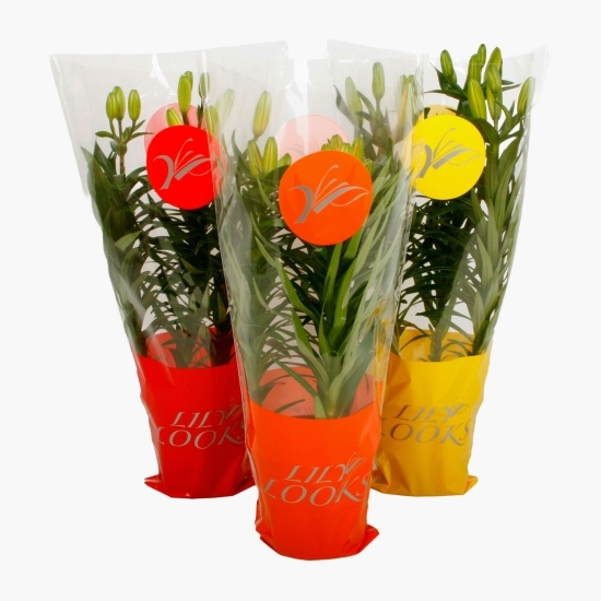 Crin Asiatic Lily Looks sleeve, diverse culori