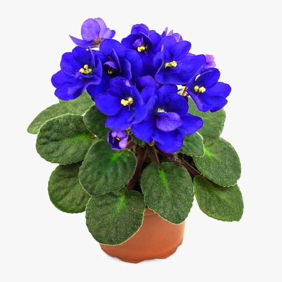 Floare Saintpaulia, diverse culori
