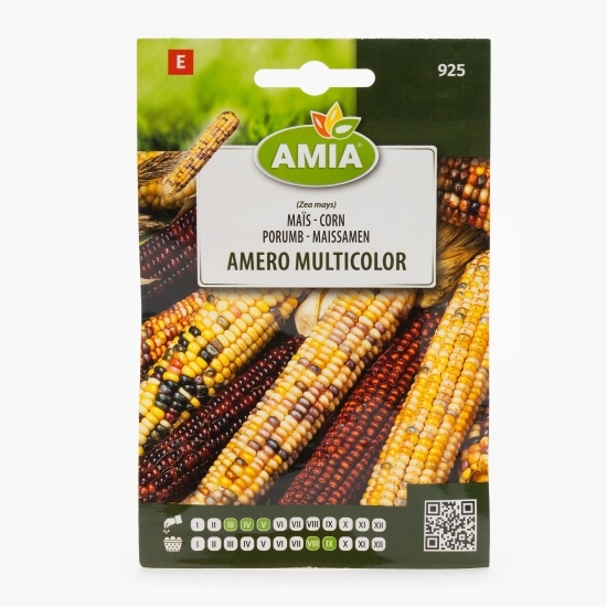 Semințe porumb dulce Amero multicolor 7g