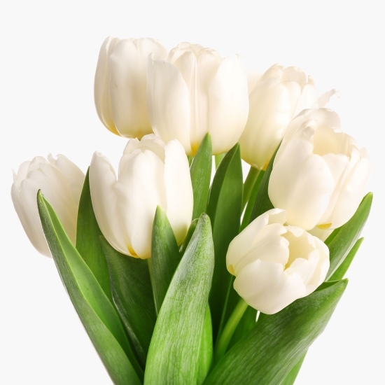 Buchet lalele albe, 7 fire