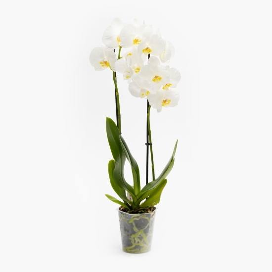 Orhidee Phalaenopsis 2 tije, diferite culori (floare în ghiveci)
