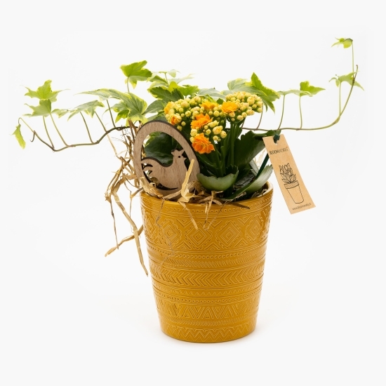 Mini Kalanchoe ghiveci ceramic 7 cm