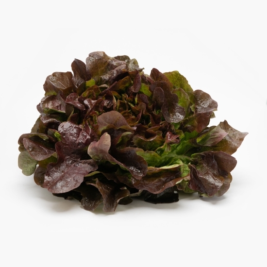 Salată Oakleaf România eco 1 buc
